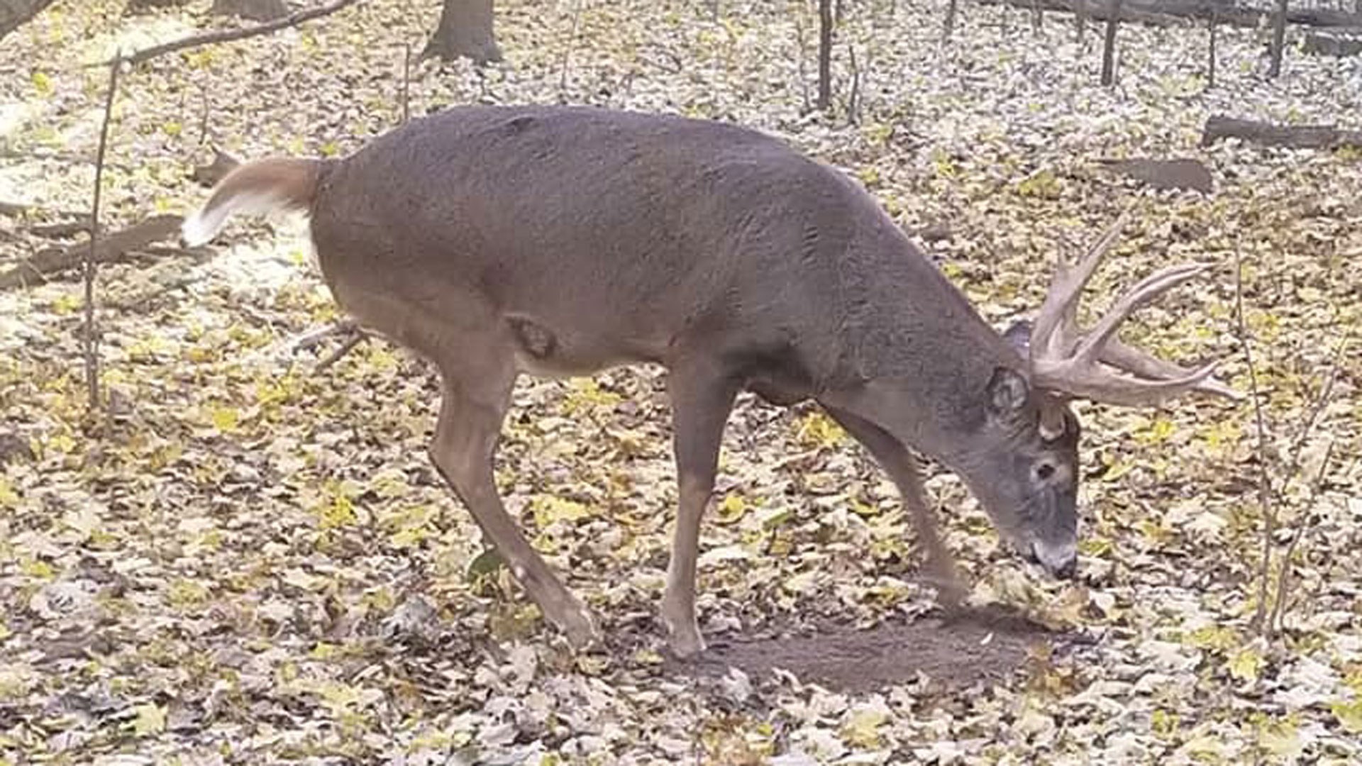 Buck making scrape