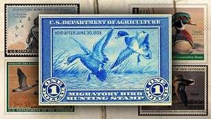 duck_stamp.jpg
