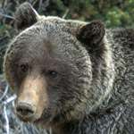 thegrizzlyparadox_lead.jpg