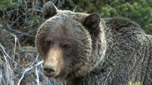 thegrizzlyparadox_lead.jpg