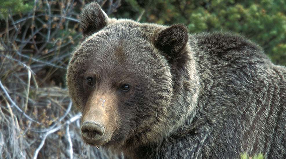 thegrizzlyparadox_lead.jpg