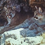 Science Behind Mountain Lion Management and Hunting | An Official Journal Of The NRA