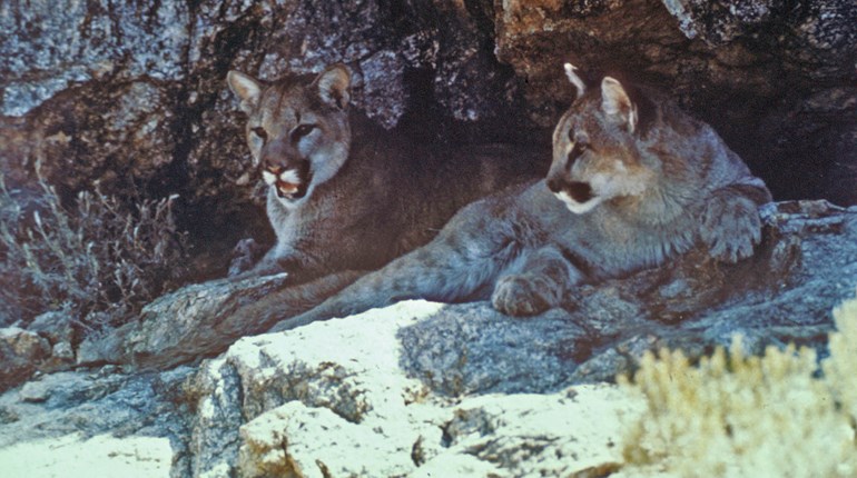Science Behind Mountain Lion Management and Hunting | An Official Journal Of The NRA