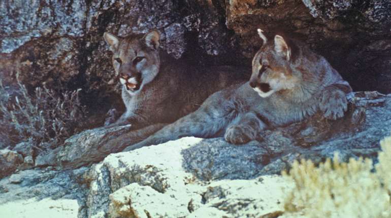 Ledescience Behind Mountain Lion Management And Hunting Harvest