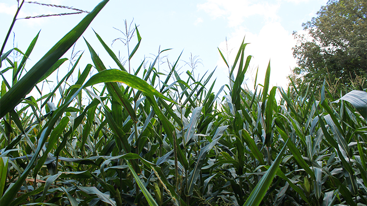 Corn Stalks