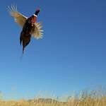 solopheasanthunting_lead.jpg