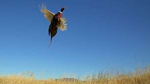 solopheasanthunting_lead.jpg