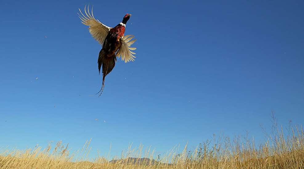 solopheasanthunting_lead.jpg