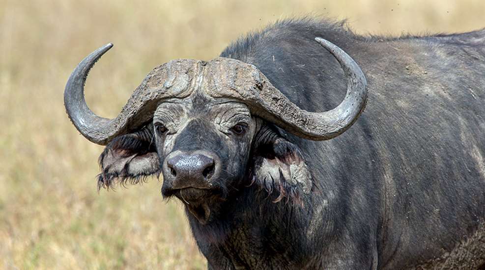 bigbulletsandbuffalo_lead.jpg