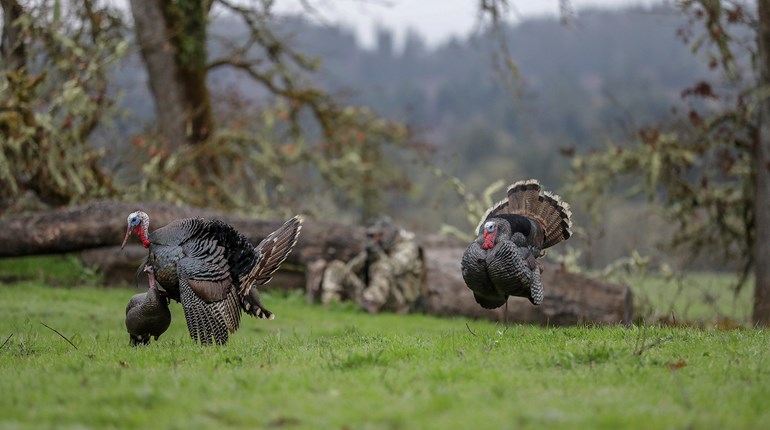 Turkey Decoys All Season Long | An Official Journal Of The NRA
