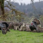 Turkey Decoys All Season Long | An Official Journal Of The NRA