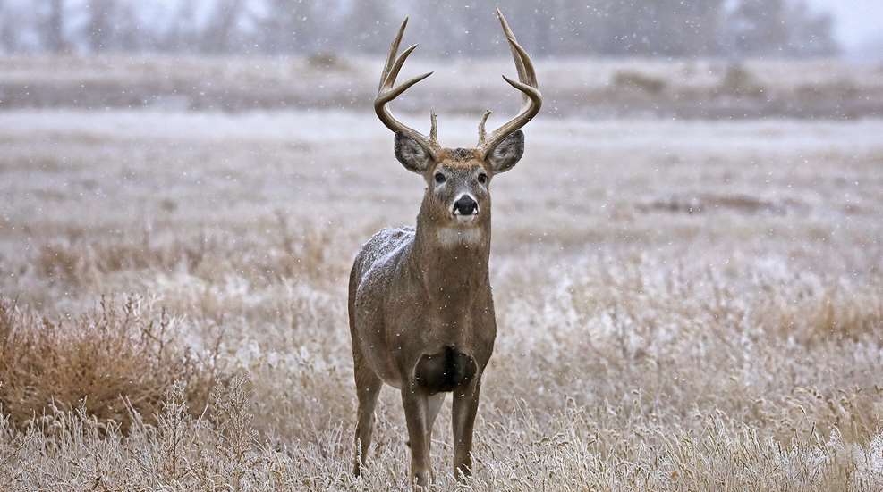 Late Season Whitetail Muzzleloader Tactics Lead