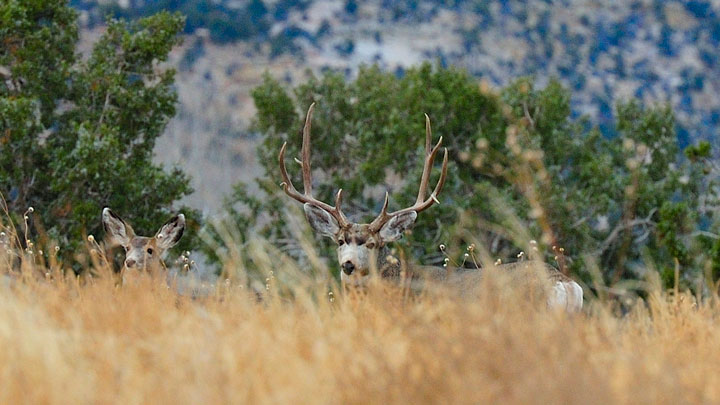 Mule deer peering over grass