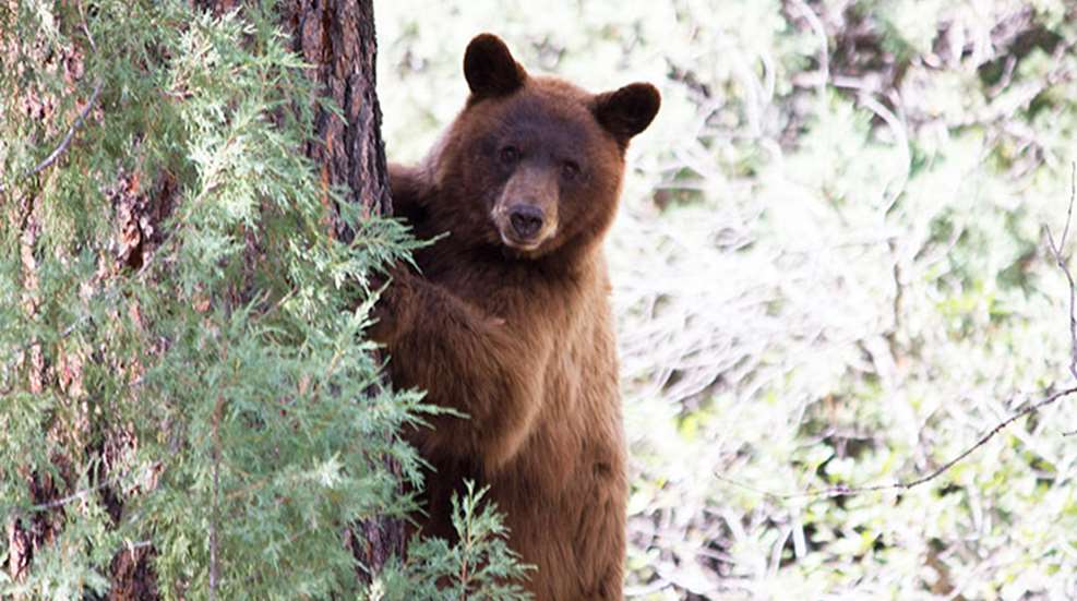 nmbears.jpg