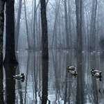 ducks-low-vis-setups_lead.jpg