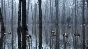 ducks-low-vis-setups_lead.jpg