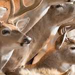 ask_whitetail_outfitter_f.jpg