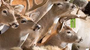 ask_whitetail_outfitter_f.jpg