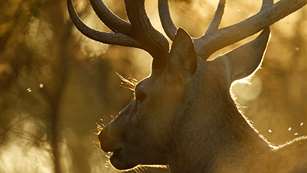 heart_of_the_hunter_f.jpg
