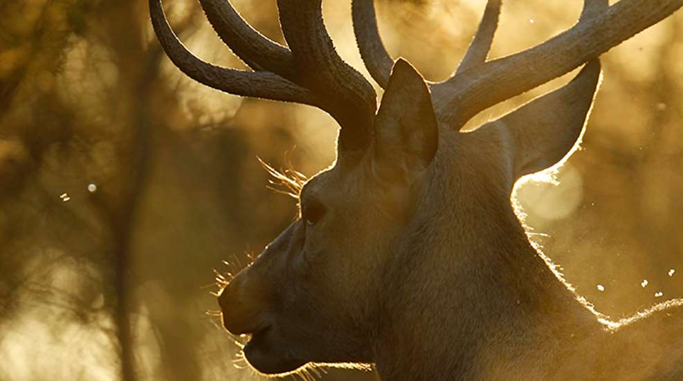 heart_of_the_hunter_f.jpg