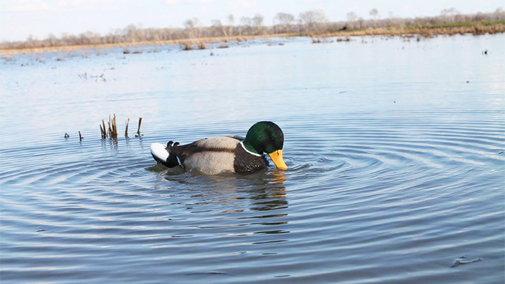 Mojo Rippler Motion Decoy