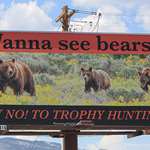 bear_billboard_f.jpg