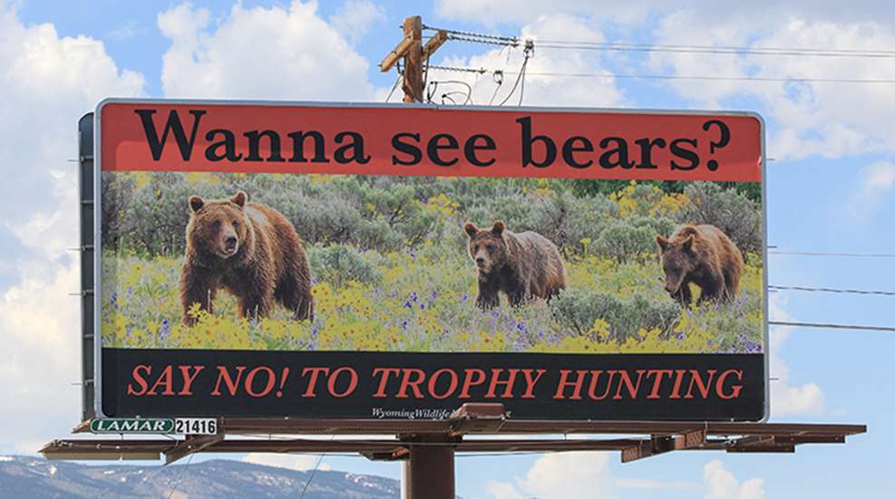 bear_billboard_f.jpg