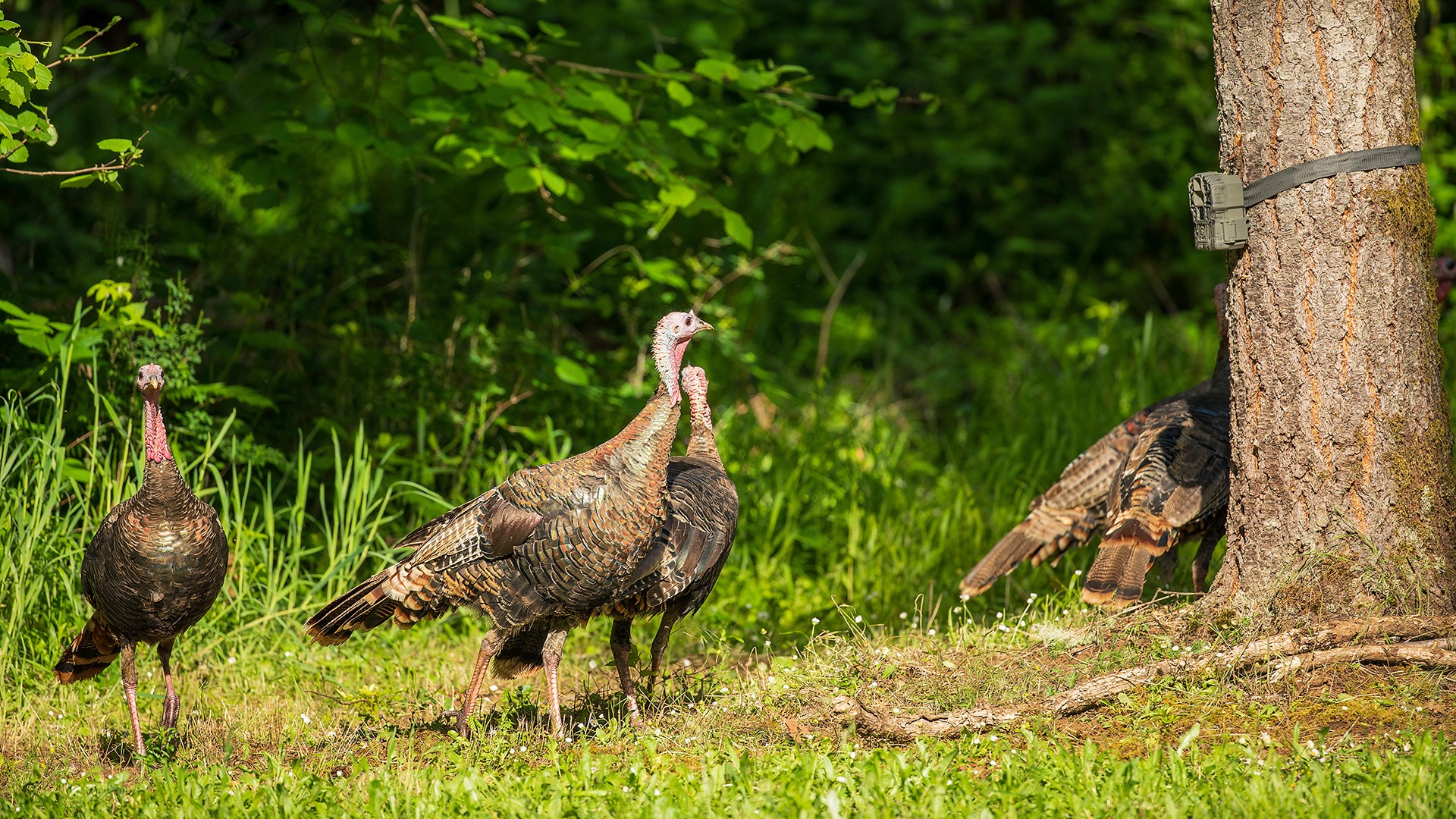 Birds in front of trail cam
