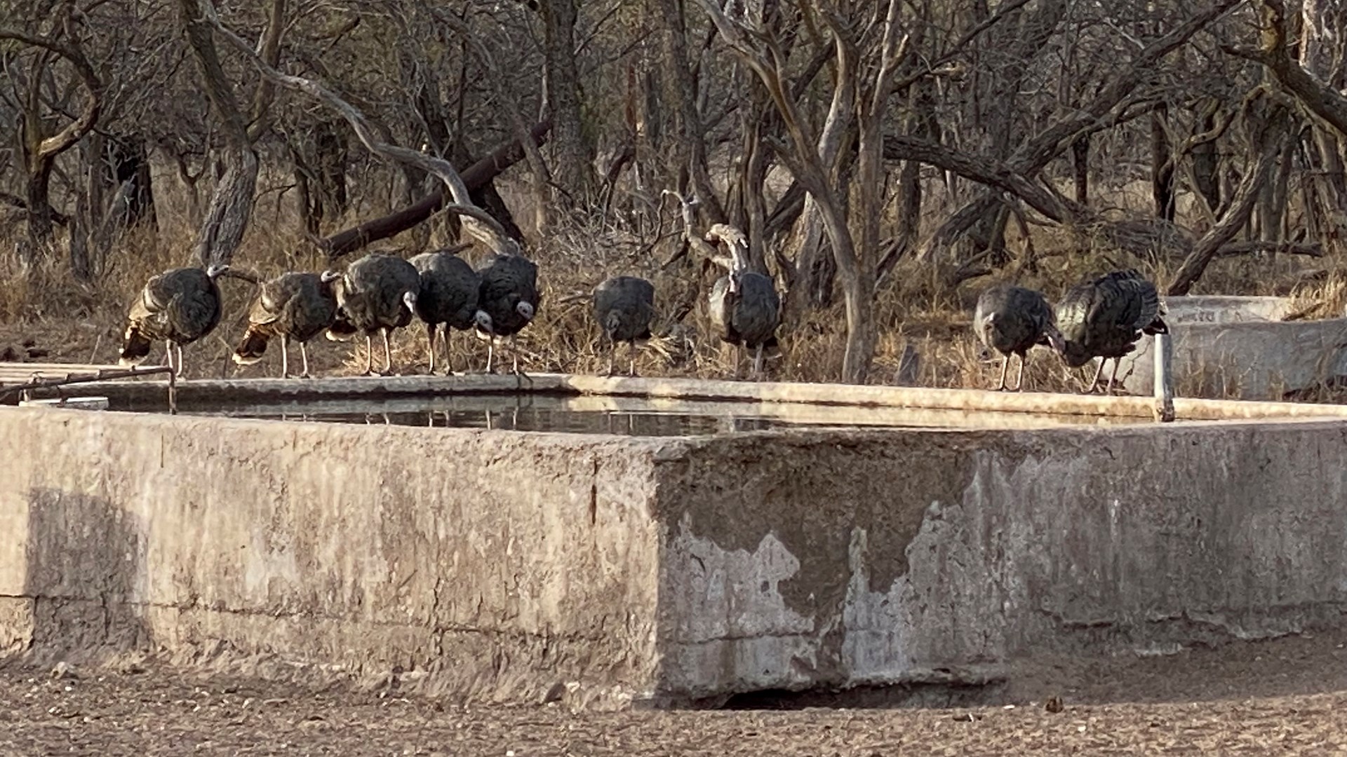 Drinking from the trough