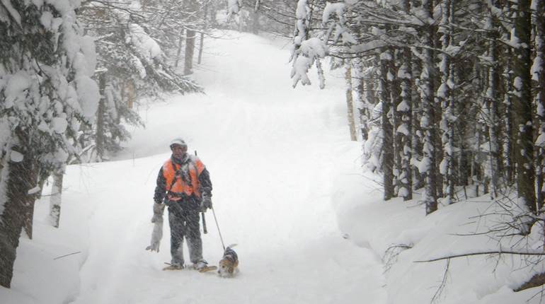Know How: Walking-Up Winter Rabbits | An Official Journal Of The NRA