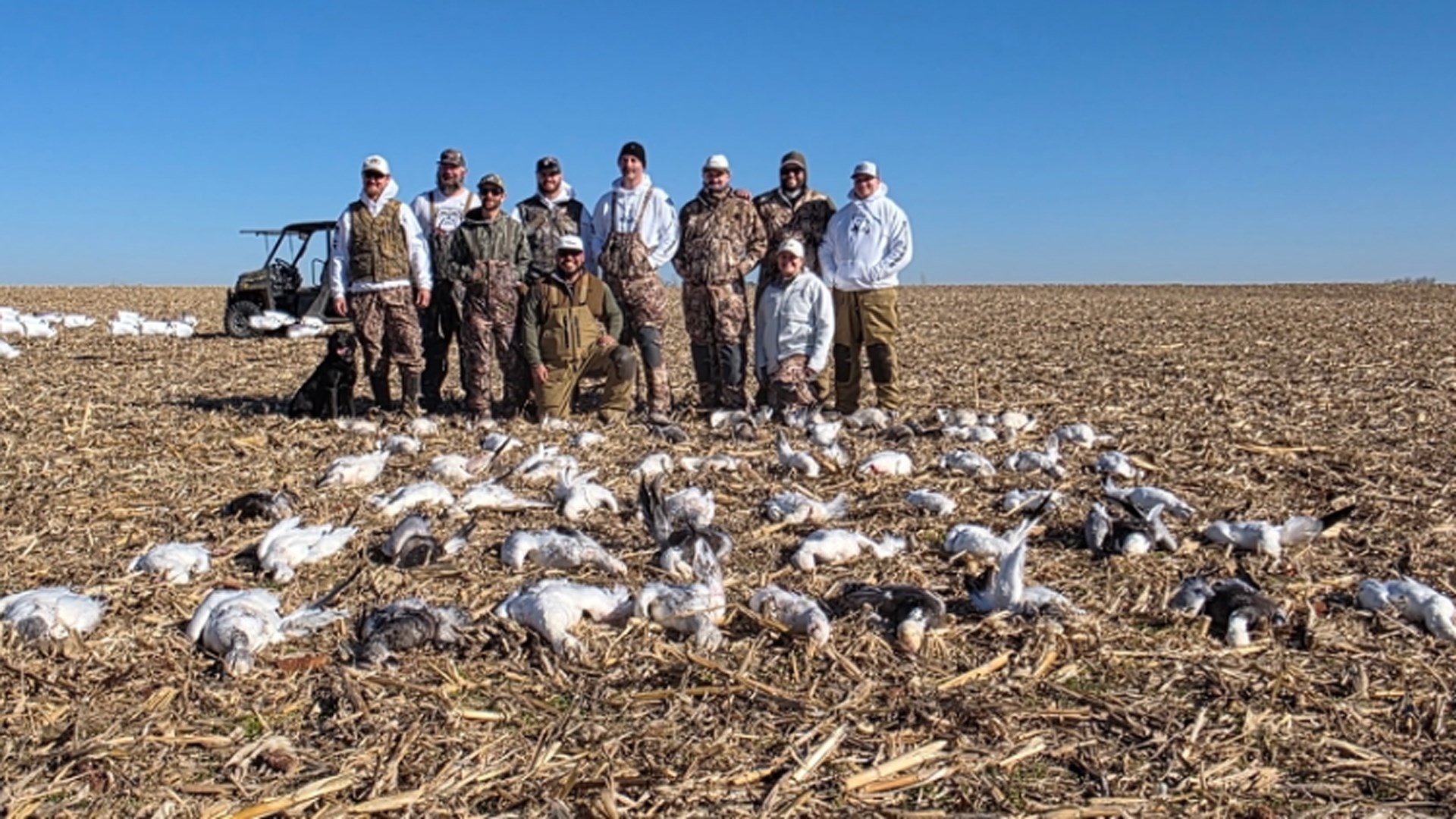 Snow goose hunt