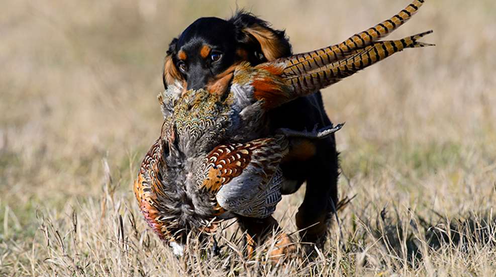 what is a good pheasant hunting dog