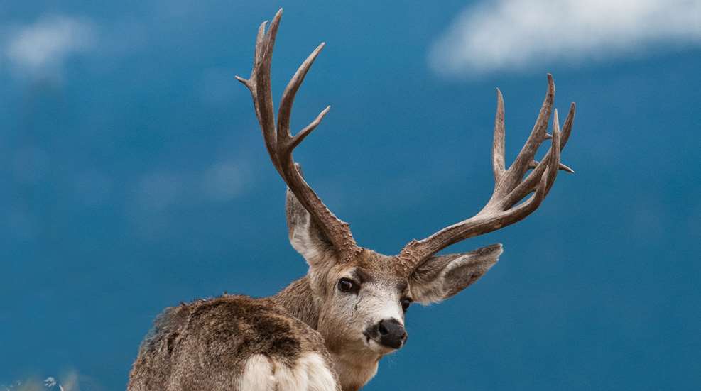 Can You Ride A Deer