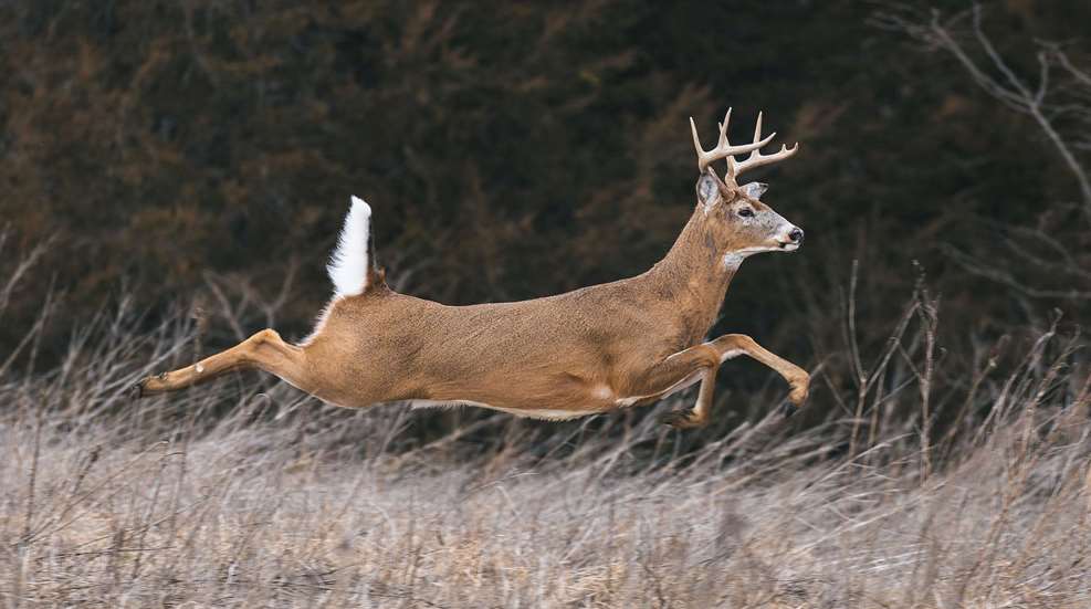 Whitetail Running