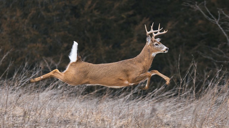Tips and Tricks for Staying Hidden in the Deer Woods | An Official Journal Of The NRA