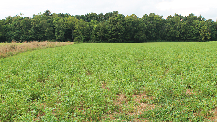 Alfalfa Field