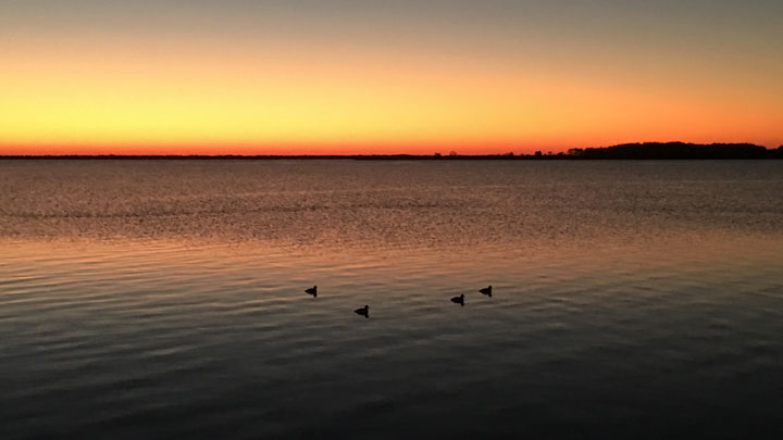 Decoy Spread at sunup