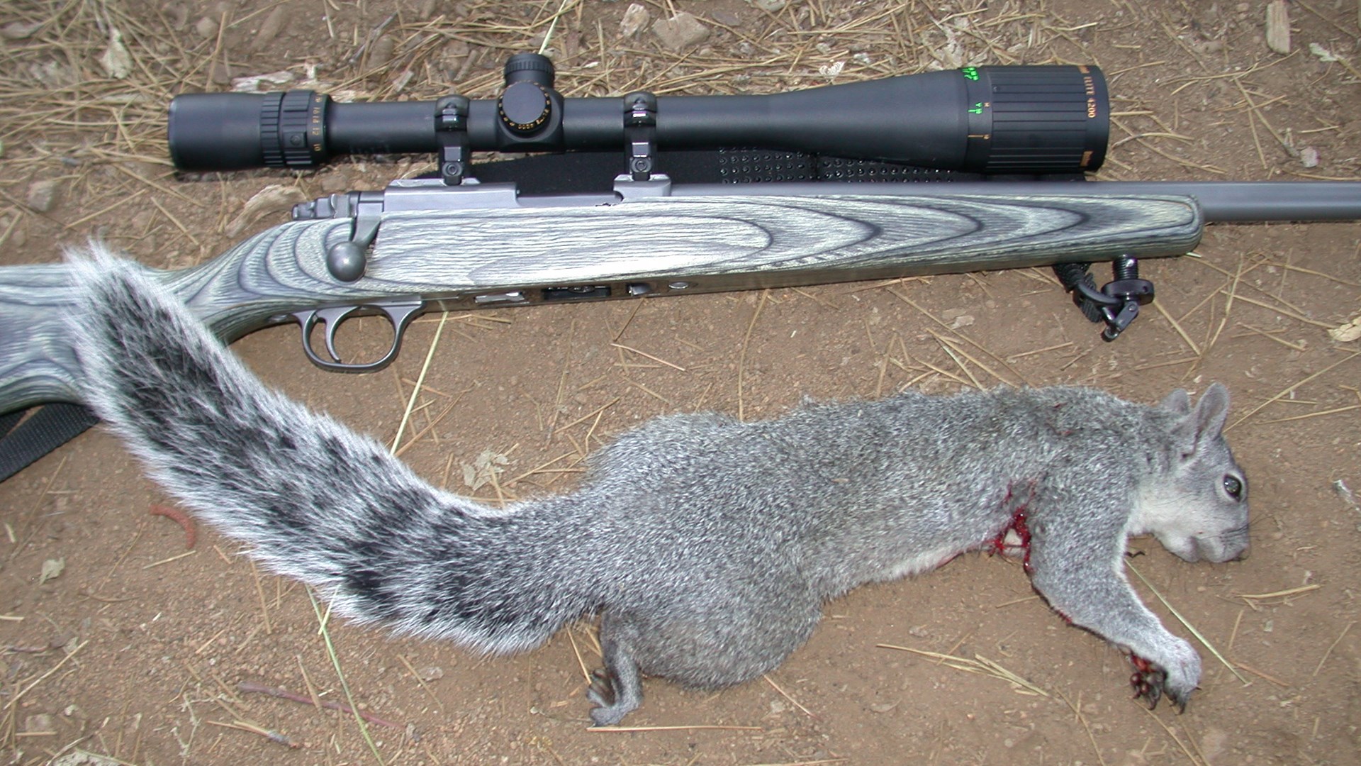 Tree squirrel