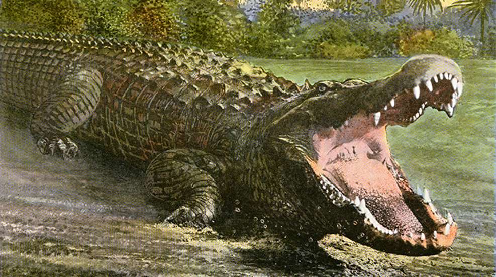 gatorland_f.jpg