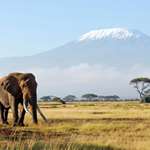 20122816751-elephant_african_hunting_on_budget_home.jpg