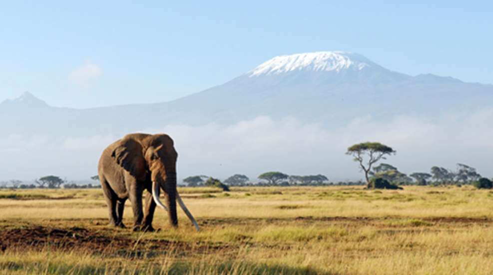 20122816751-elephant_african_hunting_on_budget_home.jpg