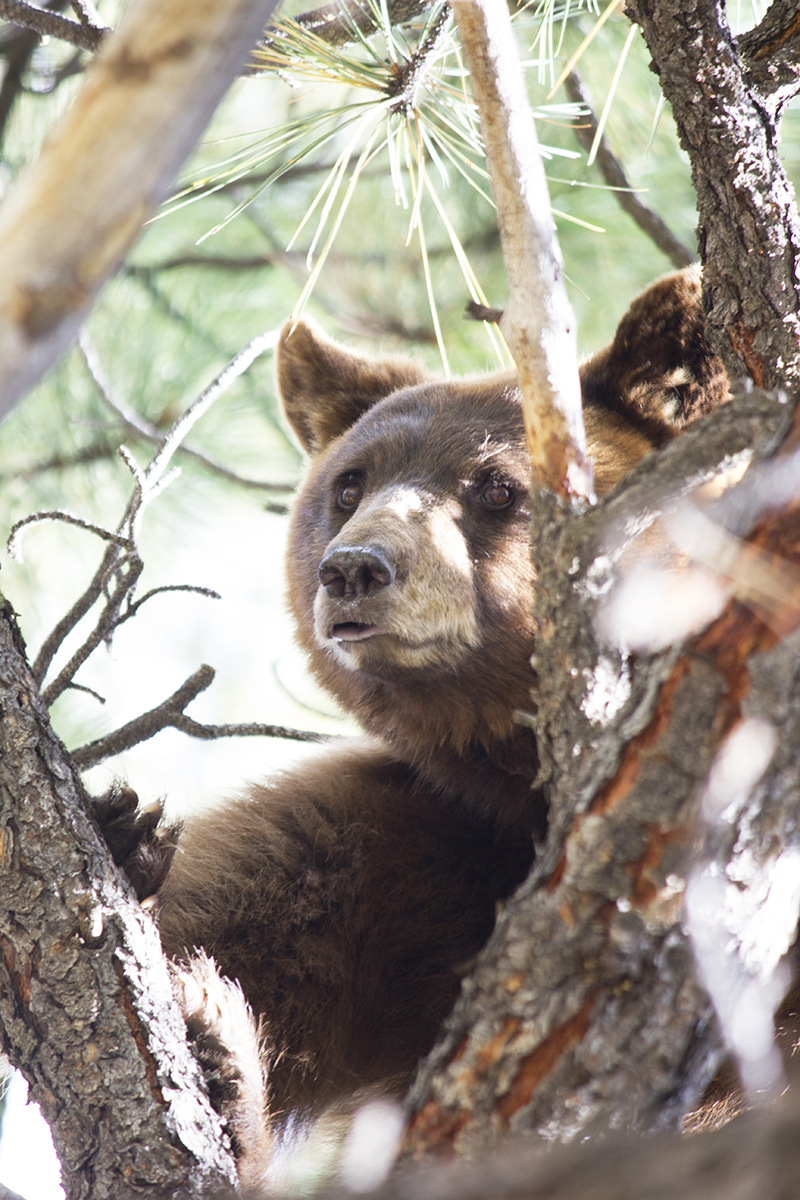 Bruin in a Tree