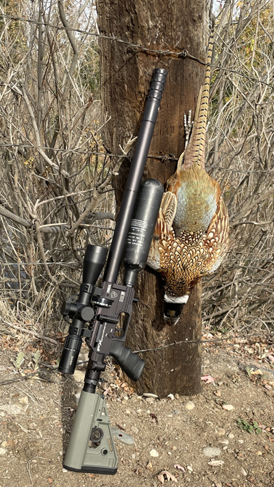 Airgun and pheasant