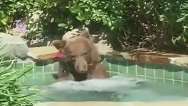 hottubbear_lead.jpg