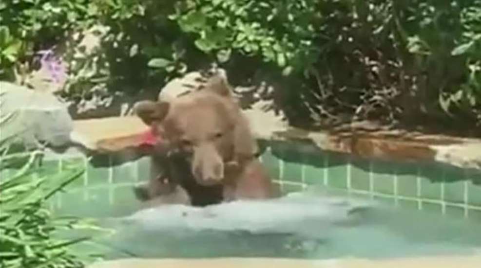 hottubbear_lead.jpg