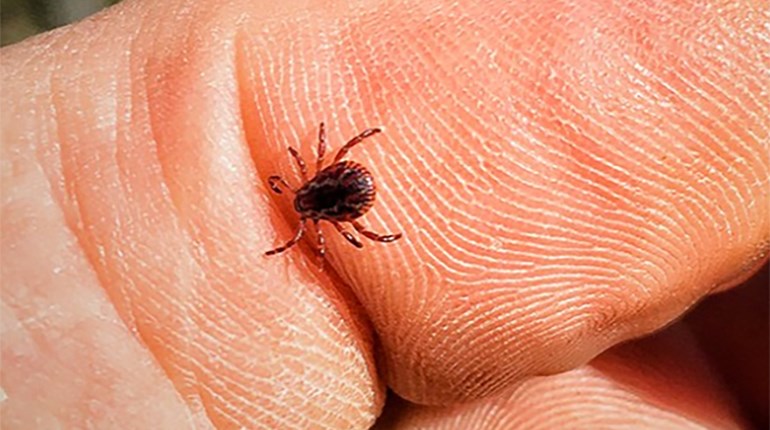 Tick Threat High for the Northeast | An Official Journal Of The NRA