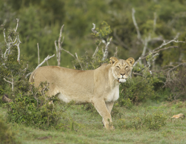 Lioness Hot on the Trail