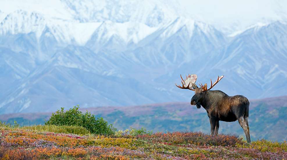 moosefortwo_lead.jpg