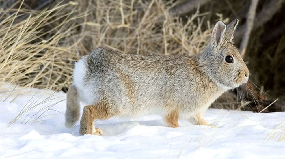 rabbit_lead.jpg