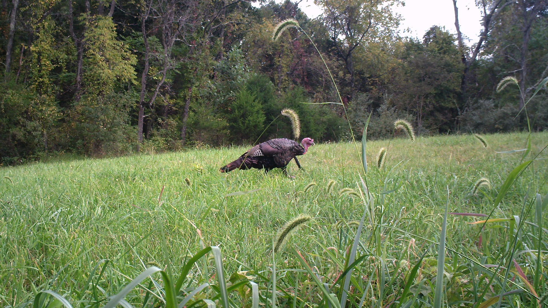 Gobbler walking cross a field